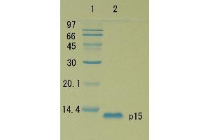 SDS-PAGE (SDS) image for HIV-1 Gag P15 protein (ABIN2452192) (HIV-1 Gag P15 Protein)