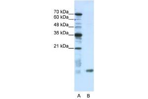 C14ORF156 antibody used at 0. (SLIRP antibody  (N-Term))