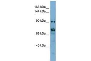 Image no. 1 for anti-Transmembrane Protein 146 (TMEM146) (AA 431-480) antibody (ABIN6741838) (TMEM146 antibody  (AA 431-480))