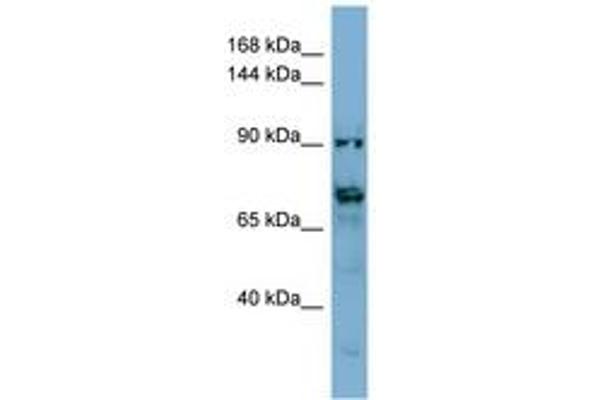 TMEM146 antibody  (AA 431-480)