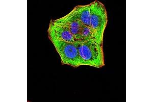 Immunofluorescence analysis of Hela cells using CASP6 mouse mAb (green). (Caspase 6 antibody  (AA 194-293))