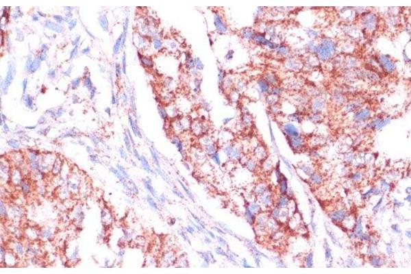 RPL24 antibody