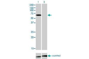 Western blot analysis of LCK over-expressed 293 cell line, cotransfected with LCK Validated Chimera RNAi (Lane 2) or non-transfected control (Lane 1). (LCK antibody  (AA 1-539))