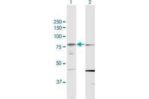 Western Blot analysis of PRKCH expression in transfected 293T cell line by PRKCH MaxPab polyclonal antibody.