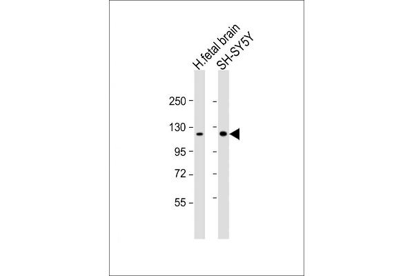 KIF5C antibody