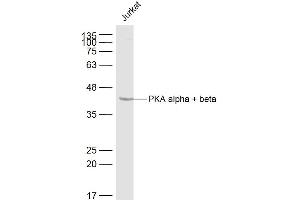 Jurkat lysates probed with PKA alpha + beta Polyclonal Antibody, Unconjugated  at 1:500 dilution and 4˚C overnight incubation. (PKA antibody  (AA 17-100))