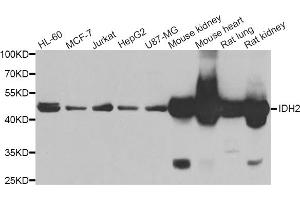 Western blot analysis of extracts of various cell lines, using IDH2 antibody (ABIN5974324) at 1/1000 dilution. (IDH2 antibody)