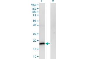 Western Blot analysis of POU5F1 expression in transfected 293T cell line by POU5F1 monoclonal antibody (M01), clone 1D2.