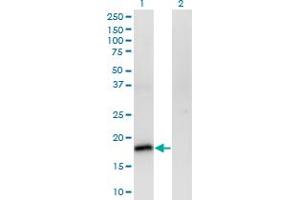 Western Blot analysis of POU5F1 expression in transfected 293T cell line by POU5F1 monoclonal antibody (M01), clone 1D2. (OCT4 antibody  (AA 81-164))