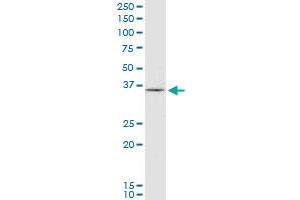 Western Blotting (WB) image for anti-Hematopoietically Expressed Homeobox (HHEX) (AA 1-270) antibody (ABIN561256)