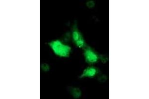 Anti-SOCS3 mouse monoclonal antibody (ABIN2454686) immunofluorescent staining of COS7 cells transiently transfected by pCMV6-ENTRY SOCS3 (RC209305). (SOCS3 antibody)
