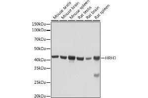 Western blot analysis of extracts of various cell lines, using HRH3 Rabbit mAb (ABIN7267661) at 1:1000 dilution. (HRH3 antibody)