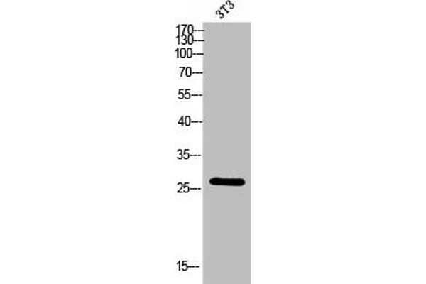 KDELR3 antibody  (Internal Region)