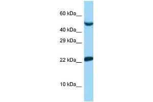 WB Suggested Anti-UBE2E1 Antibody   Titration: 1. (UBE2E1 antibody  (N-Term))