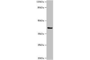 Western blot All lanes: Serpin B9 antibody at 3 μg/mL + K562 whole cell lysate Secondary Goat polyclonal to rabbit IgG at 1/10000 dilution Predicted band size: 42 kDa Observed band size: 42 kDa (SERPINB9 antibody  (AA 1-376))