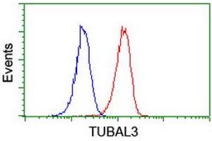 Image no. 2 for anti-Tubulin, alpha-Like 3 (TUBAL3) (AA 150-446) antibody (ABIN1490959) (TUBAL3 antibody  (AA 150-446))