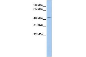 WB Suggested Anti-ATG4A Antibody Titration:  0. (ATG4A antibody  (N-Term))