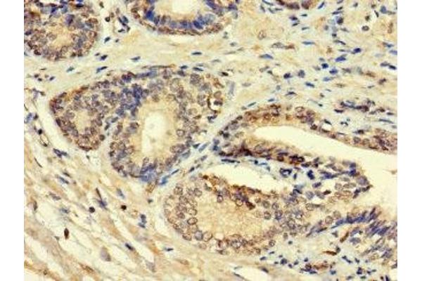 HSD11B1L antibody  (AA 17-87)