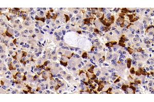Detection of PRL in Porcine Pituitary Tissue using Polyclonal Antibody to Prolactin (PRL) (Prolactin antibody  (AA 29-227))