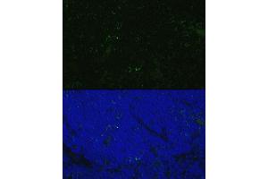 Immunofluorescence (IF) image for anti-CD4 (CD4) (AA 26-200) antibody (ABIN6138186)