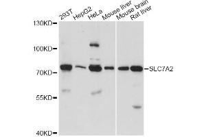 Western blot analysis of extracts of various cell lines, using SLC7A2 antibody. (SLC7A2 antibody)