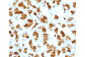 IHC testing of FFPE rat pancreas with Elastase 3B antibody. (Elastase 3B antibody  (AA 82-238))