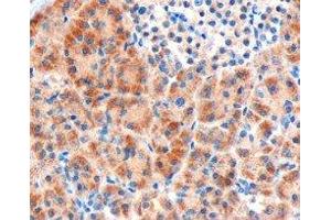 ABIN2562711 (3µg/ml) staining of paraffin embedded Human Pancreas. (FZD8 antibody  (C-Term))