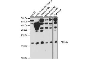 Western blot analysis of extracts of various cell lines, using PTP4 antibody (ABIN7269703) at 1:1000 dilution. (PTP4A2 antibody  (AA 30-100))