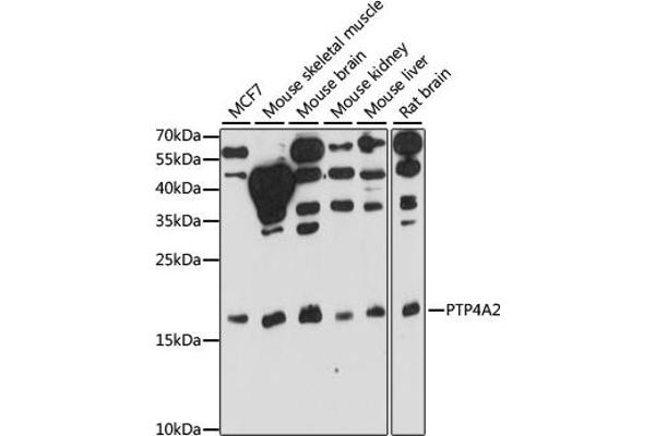 PTP4A2 Antikörper  (AA 30-100)