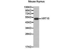 Western Blotting (WB) image for anti-Keratin 15 (KRT15) antibody (ABIN1873469) (KRT15 antibody)