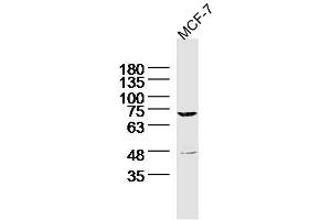 MCF-7 Cell lysates probed with MARCH7 Polyclonal Antibody, unconjugated (bs-9341R) at 1:300 overnight at 4°C followed by a conjugated secondary antibody for 60 minutes at 37°C. (MARCH7 antibody  (AA 65-115))