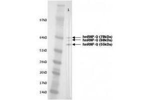 Image no. 1 for anti-Synaptotagmin Binding, Cytoplasmic RNA Interacting Protein (SYNCRIP) antibody (ABIN108557) (SYNCRIP antibody)