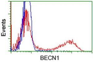 Image no. 3 for anti-Beclin 1, Autophagy Related (BECN1) antibody (ABIN1496867) (Beclin 1 antibody)