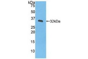JAK3 antibody  (AA 716-967)