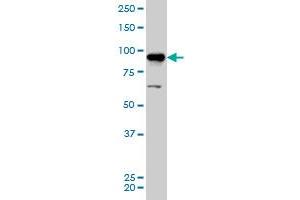 AKAP8 antibody  (AA 551-662)