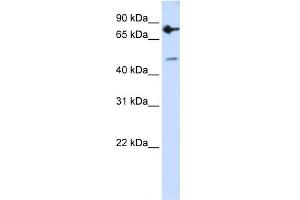 WB Suggested Anti-ZNF483 Antibody Titration:  0.