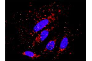 Proximity Ligation Analysis of protein-protein interactions between PRKCZ and AKT3. (PKC zeta antibody  (AA 1-592))