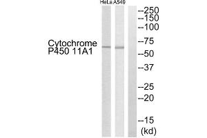 Western blot analysis of extracts from HeLa cells and A549 cells, using Cytochrome P450 11A1 antibody. (CYP11A1 antibody  (C-Term))