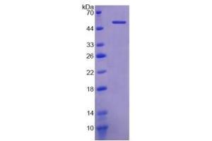 SDS-PAGE of Protein Standard from the Kit  (Highly purified E. (Klotho ELISA Kit)