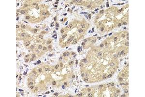 Immunohistochemistry of paraffin-embedded Human kidney using PSMD12 Polyclonal Antibody at dilution of 1:100 (40x lens). (PSMD12 antibody)