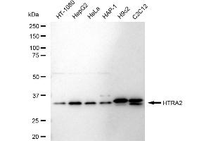 anti-HtrA Serine Peptidase 2 (HTRA2) antibody