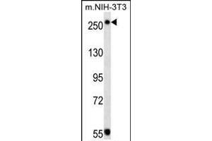 TSC2 Antibody (ABIN1539797 and ABIN2843773) western blot analysis in mouse NIH-3T3 cell line lysates (35 μg/lane). (Tuberin antibody)