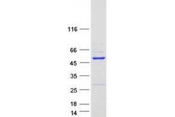 WDR18 Protein (Myc-DYKDDDDK Tag)