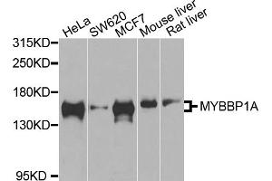Western blot analysis of extracts of various cell lines, using MYBBP1A antibody (ABIN1873791) at 1:1000 dilution. (MYBBP1A antibody)
