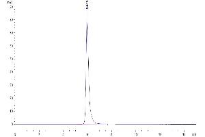 The purity of Mouse Adiponectin is greater than 94 % as determined by SEC-HPLC. (ADIPOQ Protein (AA 18-247) (Fc Tag))