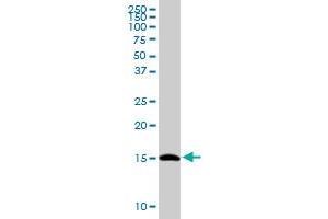 TCEB2 MaxPab polyclonal antibody. (TCEB2 antibody  (AA 1-118))