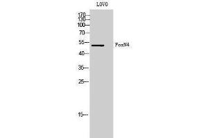 Western Blotting (WB) image for anti-Forkhead Box N4 (FOXN4) (C-Term) antibody (ABIN3184663) (FOXN4 antibody  (C-Term))