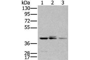 Western Blotting (WB) image for anti-Apolipoprotein B mRNA Editing Enzyme, Catalytic Polypeptide-Like 3D (APOBEC3D) antibody (ABIN2434124)