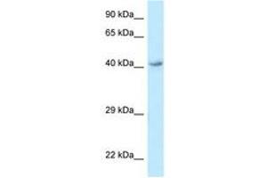 Image no. 1 for anti-omega-3 Fatty Acid Receptor 1 (O3FAR1) (AA 243-292) antibody (ABIN6747795) (O3FAR1 antibody  (AA 243-292))