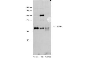 SYT3 antibody - N-terminal region  validated by WB using mouse, rat, and human brain lysates at 1ug/ml. (Synaptotagmin 3 antibody  (N-Term))